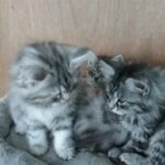 beautiful traditional siberian kittens