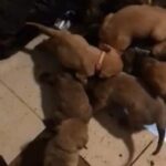 Presa/mastif cross puppies