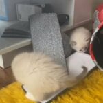 stunning ragdoll kittens for sale