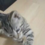 bengal kittens for sale