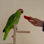 Amazon Parrot 🦜 for Sale
