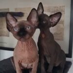 Pedigree Sphynx kitten