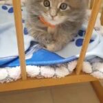 TICA registered Maine coon kittens