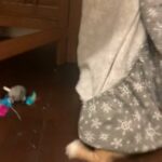 2 kittens