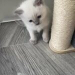 Pedigree Ragdoll Kittens