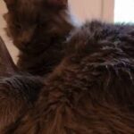 Maine Coon male