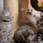 astonishing tica registered bengals
