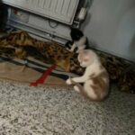 lovely kittens for sale