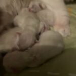 Ragdoll kittens Durham