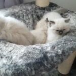 Ragdoll Kittens For Sale