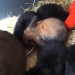 to black mini lops left