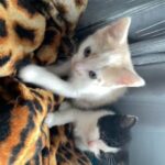 lovely kittens for sale