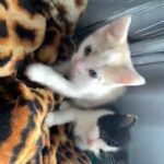 lovely kittens for sale