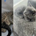 Male & Female kittens Ready Now Read add