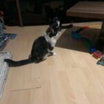 Maine coon