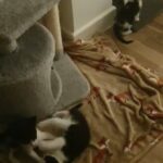 Kitten for sale