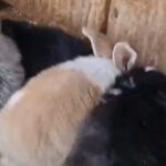 Sweet Mini lop Babies