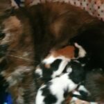 maincoon cross