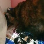 New born kittens