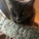 Maine coon
