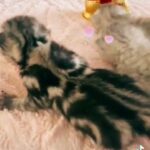 Rare Scottish fold kittens