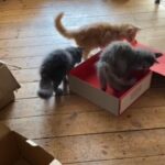 Playful Kittens