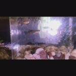 Baby guppies for sale (fish)