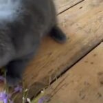 Amazing British blue shorthair kittens and Scottish fold