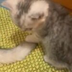 3xBritish shorthair tabby kittens