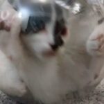 Cute kitten, Boy ready for a new home