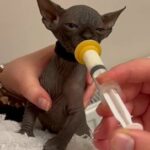 Sphynx tica registered male active