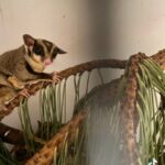 breeding pairs of sugar gliders