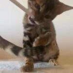 ❤️PURE GORGEOUS BENGALS TICA REGISTERED ACTIVE AVAILABLE ❤️