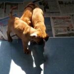 Dogue de Boxers
