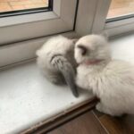 Ragdoll kittens