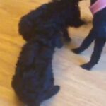 last beautiful Miniature poodle boy reduced!!