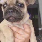 Boy French bulldog