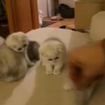 Beautiful Scottish kittens