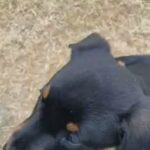 female Rottweiler puppy
