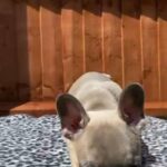 French bulldog puppy