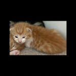 A beautiful European short hair male kitten