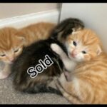2 lovely male Ginger/cloud ginger European short hair kittens