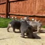 French bulldog puppy