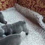FRENCH BULLDOG PUPPIES