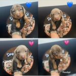 miniature dachshunds kc Isabella