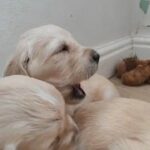 Selling fast golden retriever puppies