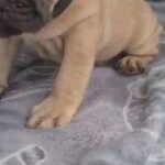 french bulldog  reday now