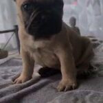 French bulldog Ready now