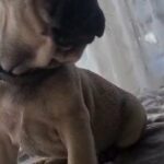 french bulldog ready now