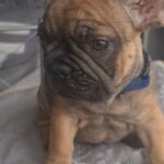French bulldog